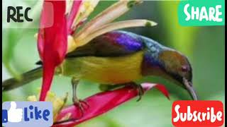 Download lagu Suara Pikat Burung Kolibri Kelapa(KORLAP) Di Jamin Ampuh mp3 Download lagu Suara Pikat Burung Kolibri Kelapa(KORLAP) Di Jamin Ampuh mp3