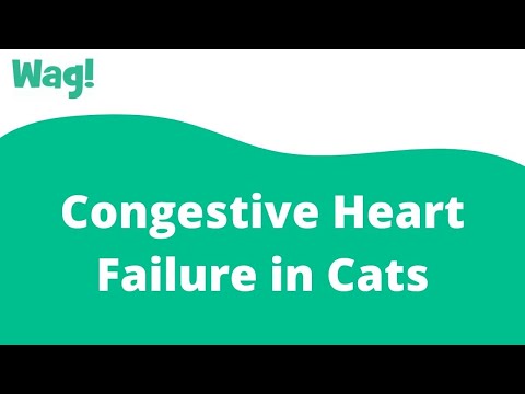 Congestive Heart Failure in Cats | Wag!
