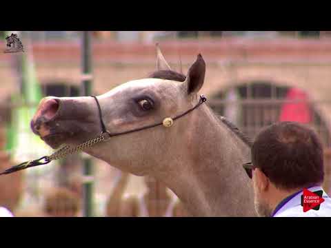 N.21 ALEXIA MONISCIONE - Menton 2018 - Yearling Fillies (Class 1B)