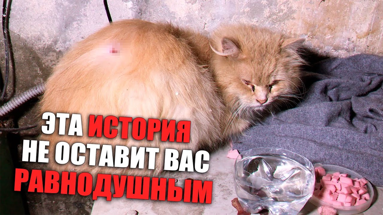 Спасение рыжего кота. Рыжик ищет дом / SANI vlog