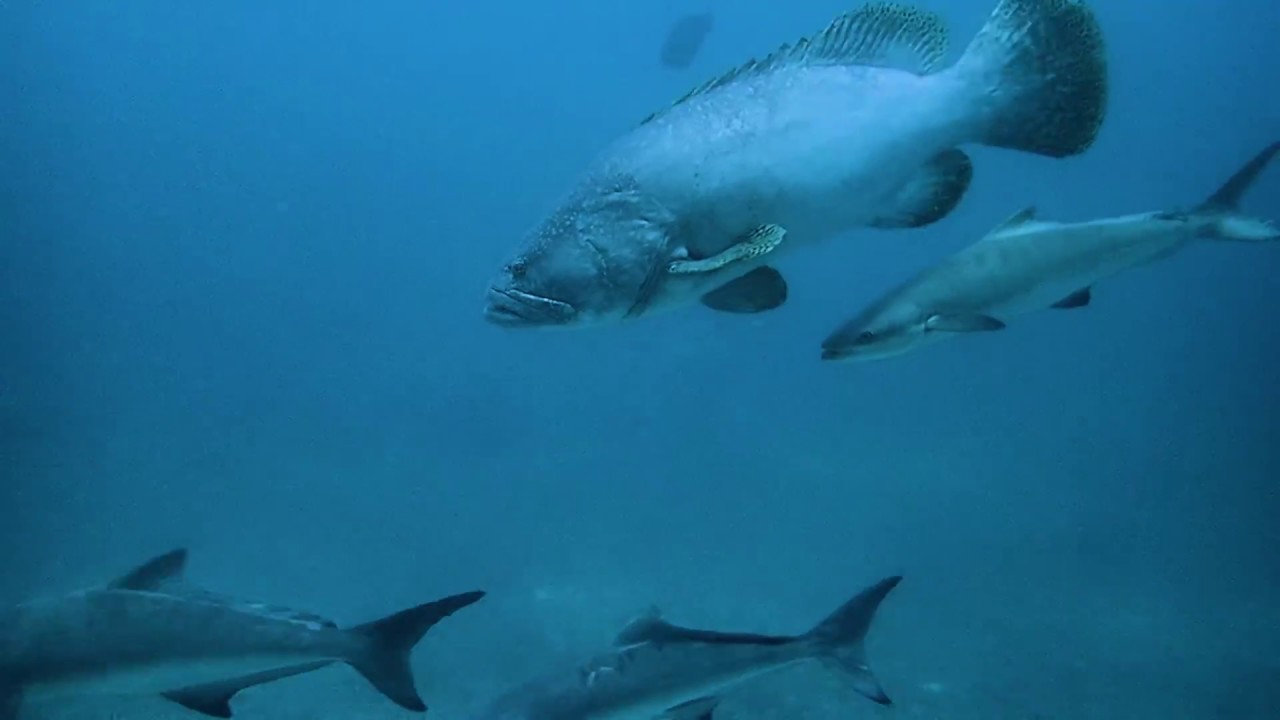 Diving with Big Blu Mafia Island Dive Centre, Tanzania facade placeholder