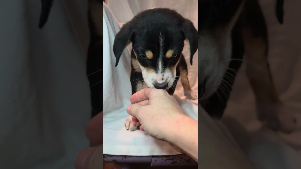 Enlarge Adira, an adopted mixed breed in Blairstown, NJ video 4/6