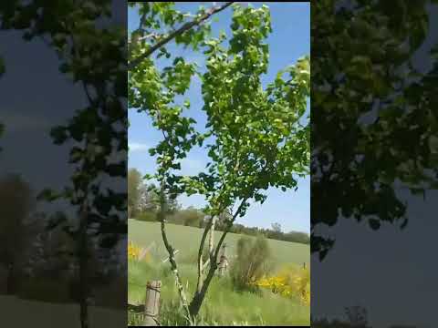 Recorriendo la chacra de mi sobrina en Mercedes soriano Uruguay,,2026!