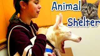 ANIMAL SHELTER VLOG EP3 | WALKING DOGS &amp; PETTING CATS | RADIOJH AUDREY