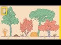 A Forest Garden With 500 Edible Plants Could Lead to a Sustainable Future | Short Film Showcase