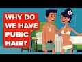 Why Do We Have Pubic Hair?