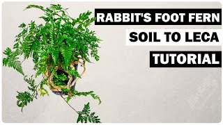 Rabbit Foot Fern Semi Hydroponics Transfer: What Beginners Need to Know