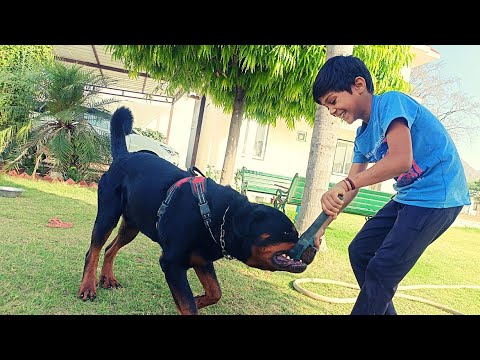 Viyan And जैकी के टकर 🤣जबर दस्त ||  🤣🤣 And funny 🤣 moments||