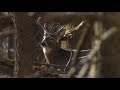 Potential Change To The Start Of Upcoming Rifle Deer Hunting Season