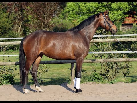*2016 Zuchtstute von Morricone trag. von So Perfect SOLD!!!