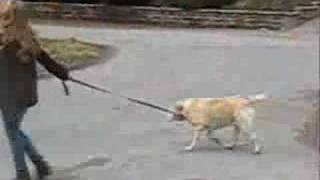 Nellie McKay - The dog song