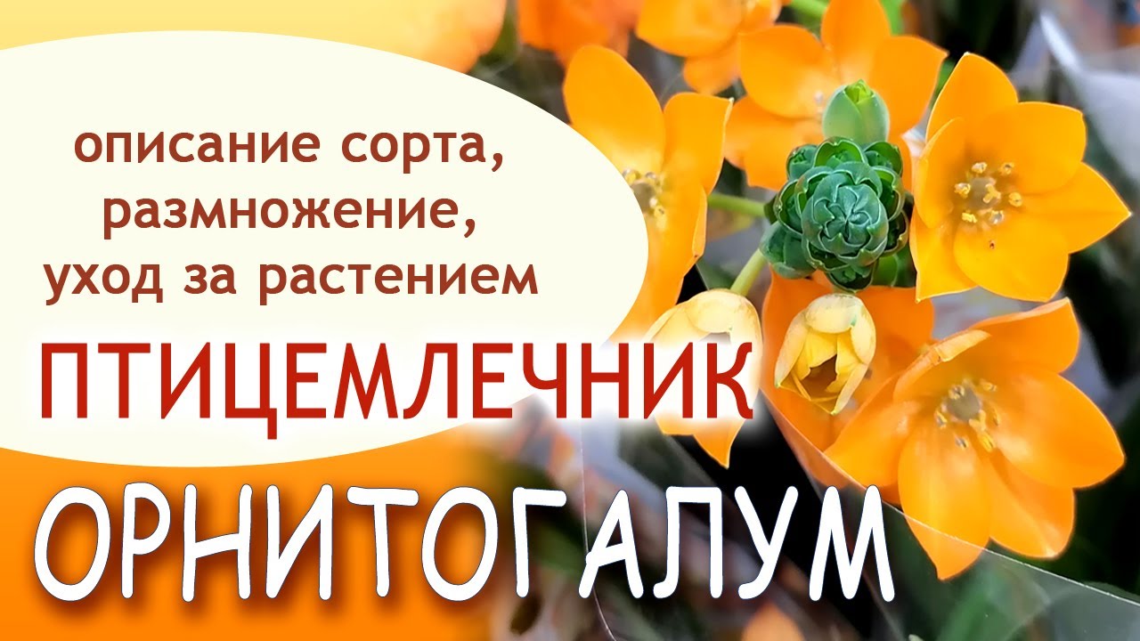 ОРНИТОГАЛУМ