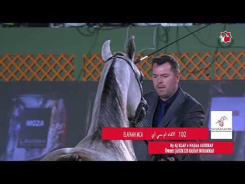 102 ELAFAAH MCA _ AJMAN ARABIAN HORSE CHAMPIONSHIP 5  - 7  January  2024.
