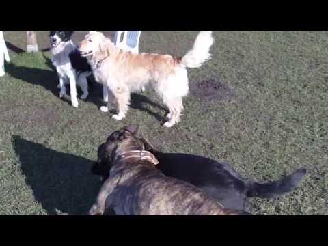 Senta 22.02.2014 / I