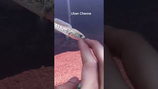 Download lagu Baby Channa Auranti Mangap Mangap mp3