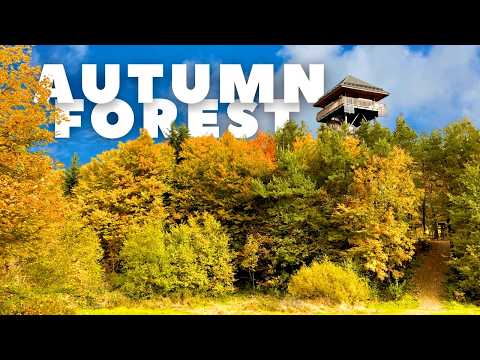 Autumn Forest Walk - Relaxing Fall Foliage & Nature Sounds | 4K, 60fps HDR