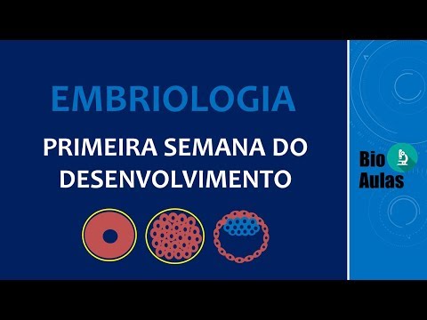 First Week of Development: Zygote Cleavage, Blastocyst Formation (Human Embryology)