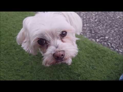 CamperTobi - Wie die Zeit vergeht! - Zur Erinnerung an CamperFrido