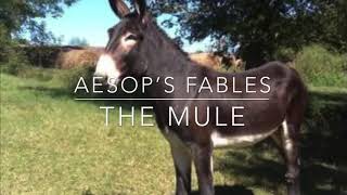 Aesop’s Fables The Mule
