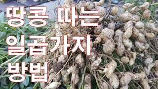 땅콩 따는 7가지 방법 땅콩수확