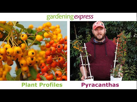 Plant Profile - Pyracanthas