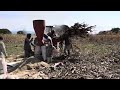 Moliendo Rastrojo De Maíz Amarillo