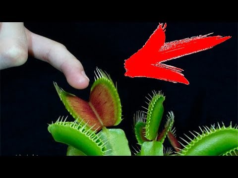 What if I put my Finger in a Venus Fly Traps?!? Video