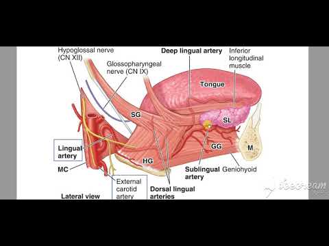 External Carotid Branches 3 lingual artery