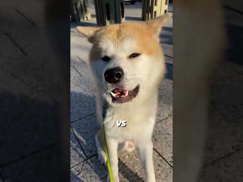 You won't believe how this Akita behaves infront of people | #akitainu #dogs #funny