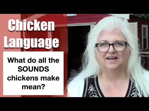 Chicken Language Understanding Their Sounds