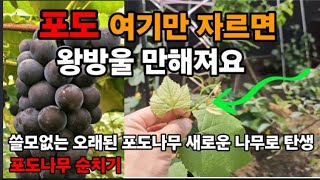 포도알이 듬성듬성 열리고 안커진다구요 그러면 순을 따주세요! #포도나무키우기 #포도많이열리게하기 #포두나무심…