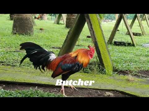 BUTCHER GAMEFOWL CHICKEN Roundhead The Ring General