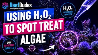 Using Hydrogen Peroxide (H₂O₂) to Kill Algae in a Reef Tank