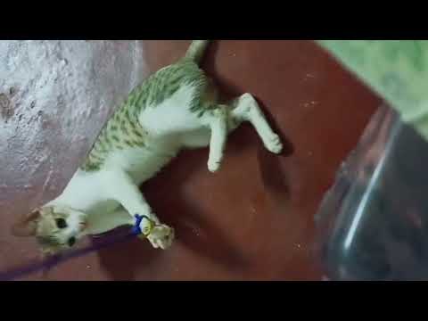 cute cat videos to make you happy........#trending #youtube #cat  #cats 