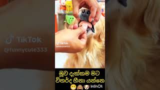 Download lagu නිකන් කන බොන නිසානි මෙ ඔක්කොම 🥺😱#srilanka #galenbidunuwewa #huruluwewa #love #nature #viral mp3 Download lagu නිකන් කන බොන නිසානි මෙ ඔක්කොම 🥺😱#srilanka #galenbidunuwewa #huruluwewa #love #nature #viral mp3