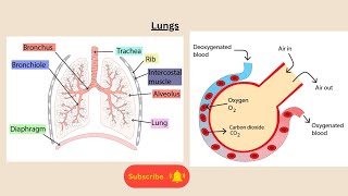 Lungs for AQA GCSE Biology and GCSE Combined science