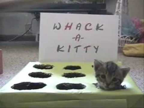 Funny cat videos - Whack-A-Kitty