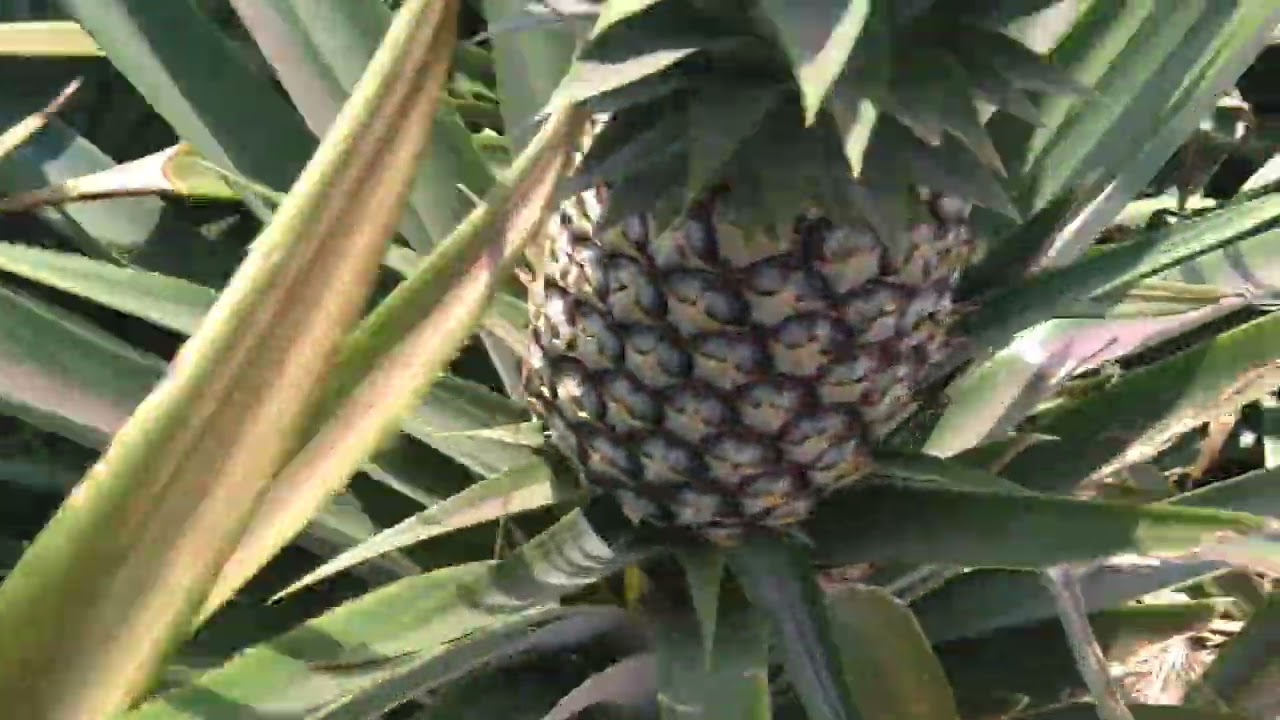 Pineapple Farming Business