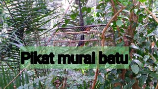 Download lagu Pikat murai batu..Dua minit  langsung tapau mp3