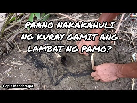 Vlog 052- Isang paraan para makahuli ng Kuray sa Butas: Pag gamit ng Lambat ng Pamo
