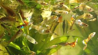 Beautiful GreenHouse and Crystal Clear Ponds!