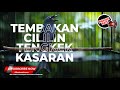 Masteran TOP Srigunting Abu Abu Super Gacor Nembak Cililin Tengkek Mix Pelatuk Bawang