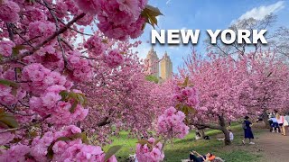 NYC's Most Beautiful Cherry Blossoms 2026 Central Park Spring Walk 4K