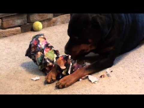Vicious rottweiler attack on Christmas day