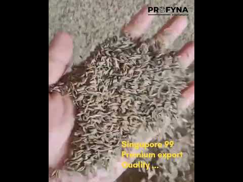 Cumin Seeds ( Singapore 99 ) video 5