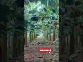 Vaalai Paramarippu Vaalai Thotam Vivasaya Velaigal Vivasayam Agriculture Farming Farmer Ffm