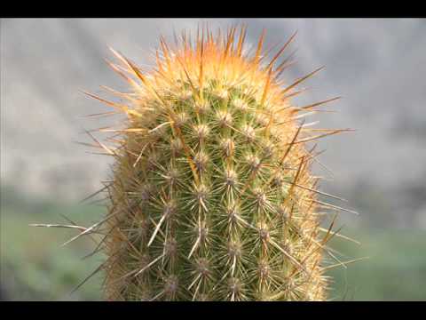 Que bien me dijo mi Madre - Diego Palma