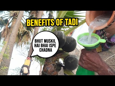 Natural Alcohol !! Juice of toddy palm || Drinking Taddi in Village || Rohit Chandra Vlogs