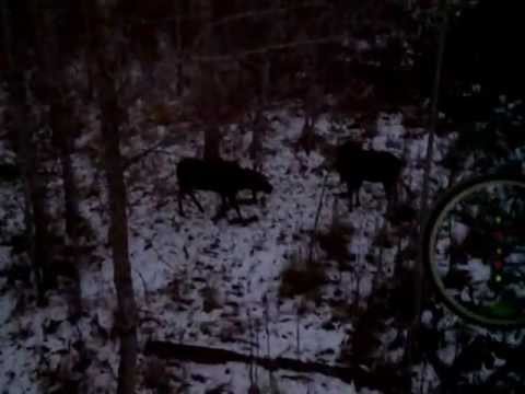 Bull Moose Sparring with Wagon Wheel on Antler