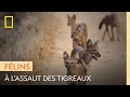 Des dholes s'attaquent à de jeunes tigreaux